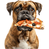 Bullmastiff