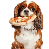 Cavalier King Spaniel