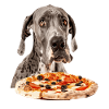 Great Dane