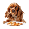 Cocker Spaniel