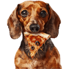 Dachshund