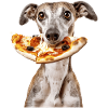 Greyhound