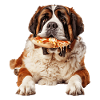 Saint Bernard