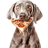 Weimaraner