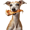 Whippet