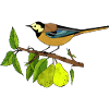 Bunter Vogel