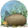 Hedgehog
