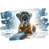 Boxer in wintry snowy landscape