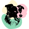 Border Collie Kopf 2