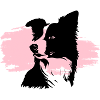 Border Collie Head