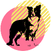 BorderCollie PopArt