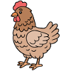 Chicken Chickens