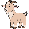 Goat