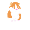 Guinea pig