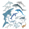 Tiger Shark Blue Shark Whale Shark Shark Species
