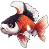 Punk Veiltail Goldfish