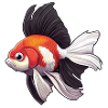 Fancy Veiltail Goldfish