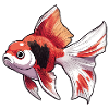 Veiltail Oranda Goldfish