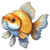 Veiltail Goldfish