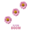 Bloom Boom