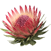 Fleur de Protea Roi