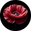 Poppy photorealistic
