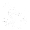 dragonW