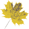 Yellow maple leaf