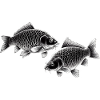 Carp chalk drawing