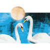 Swan