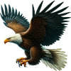 Eagle