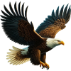 Eagle