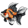 Fancy Calico Veiltail Goldfish