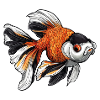Fancy Calico Veiltail Goldfish