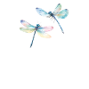 Libelle Duo Dragonfly Duo