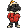Afghan Hound Dog Winter