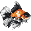 Fancy Calico Veiltail Goldfish