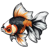 Fancy Calico Veiltail Goldfish
