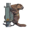 Beaver traffic light Bober
