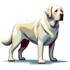Standing White Labrador