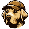 Labrador with cap