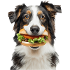 Australischer Schäferhund
