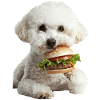 Bichon Frisé