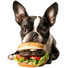 Boston Terrier