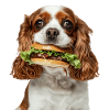 Cavalier King Spaniel