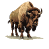 Bisons Bison