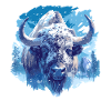 Bisons Bison