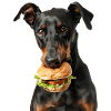 Doberman
