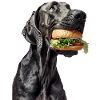 Great Dane