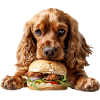 Cocker Spaniel